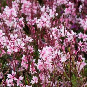 Gaura Lindheimeri ´ROSY JANE´, kont. C1L